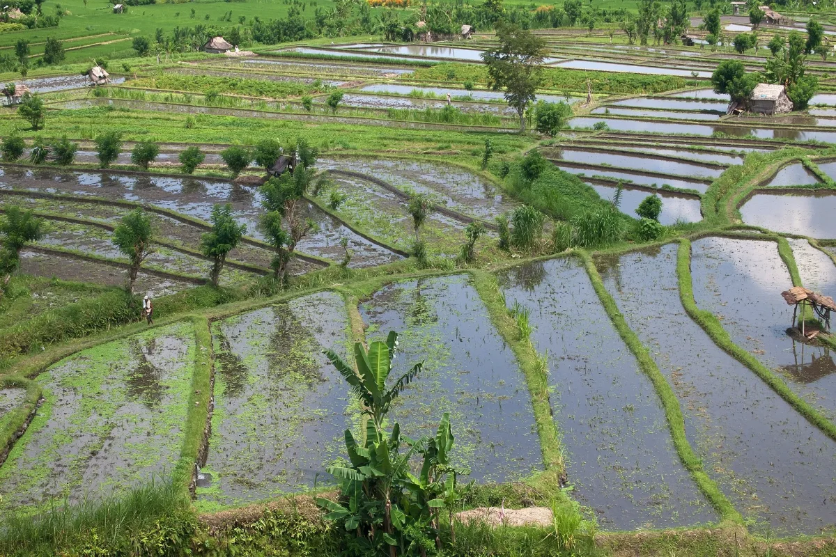 Rice terraces at Tirta Gangga, Bali