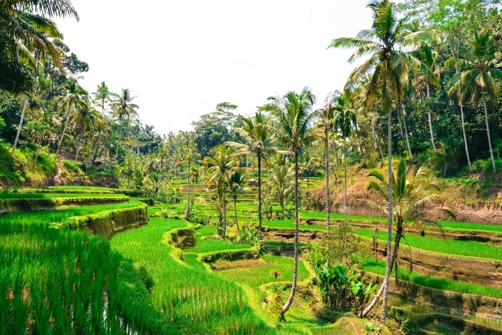 Terraced farmland and palms in Bali