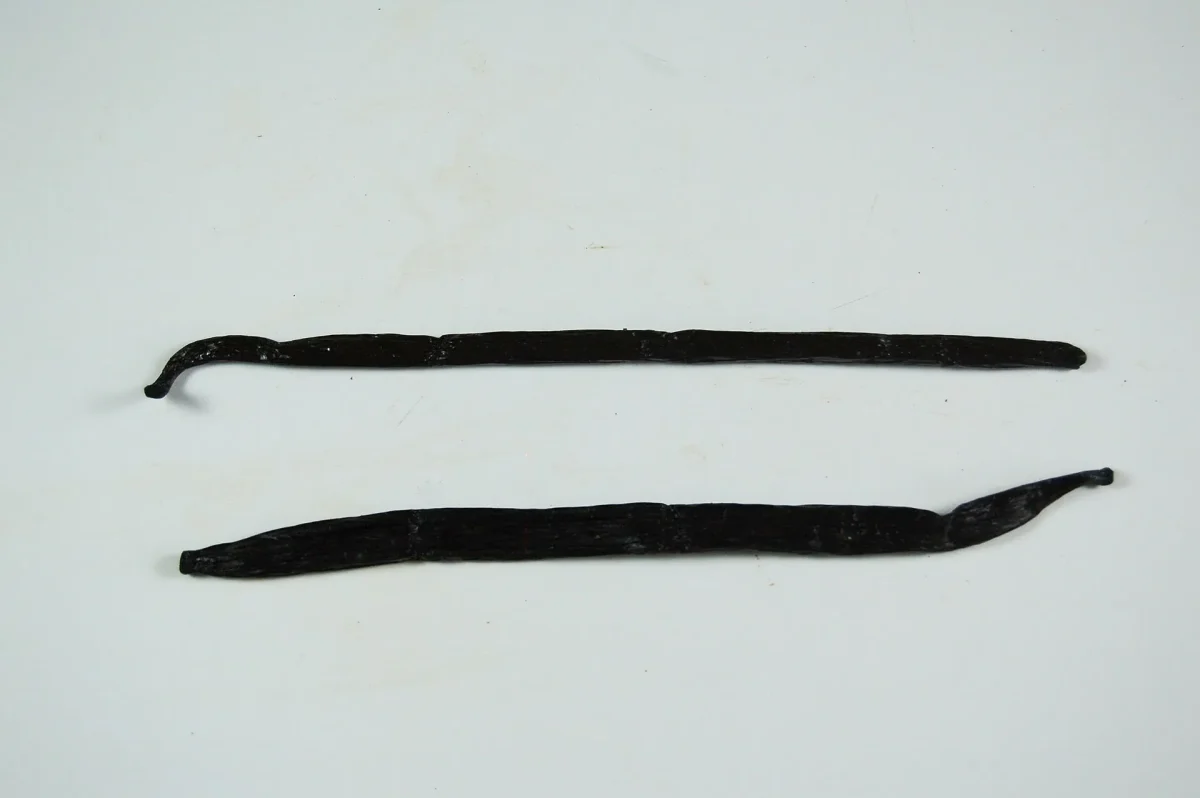 Planifolia (Bourbon) and Tahitensis vanilla beans side by side