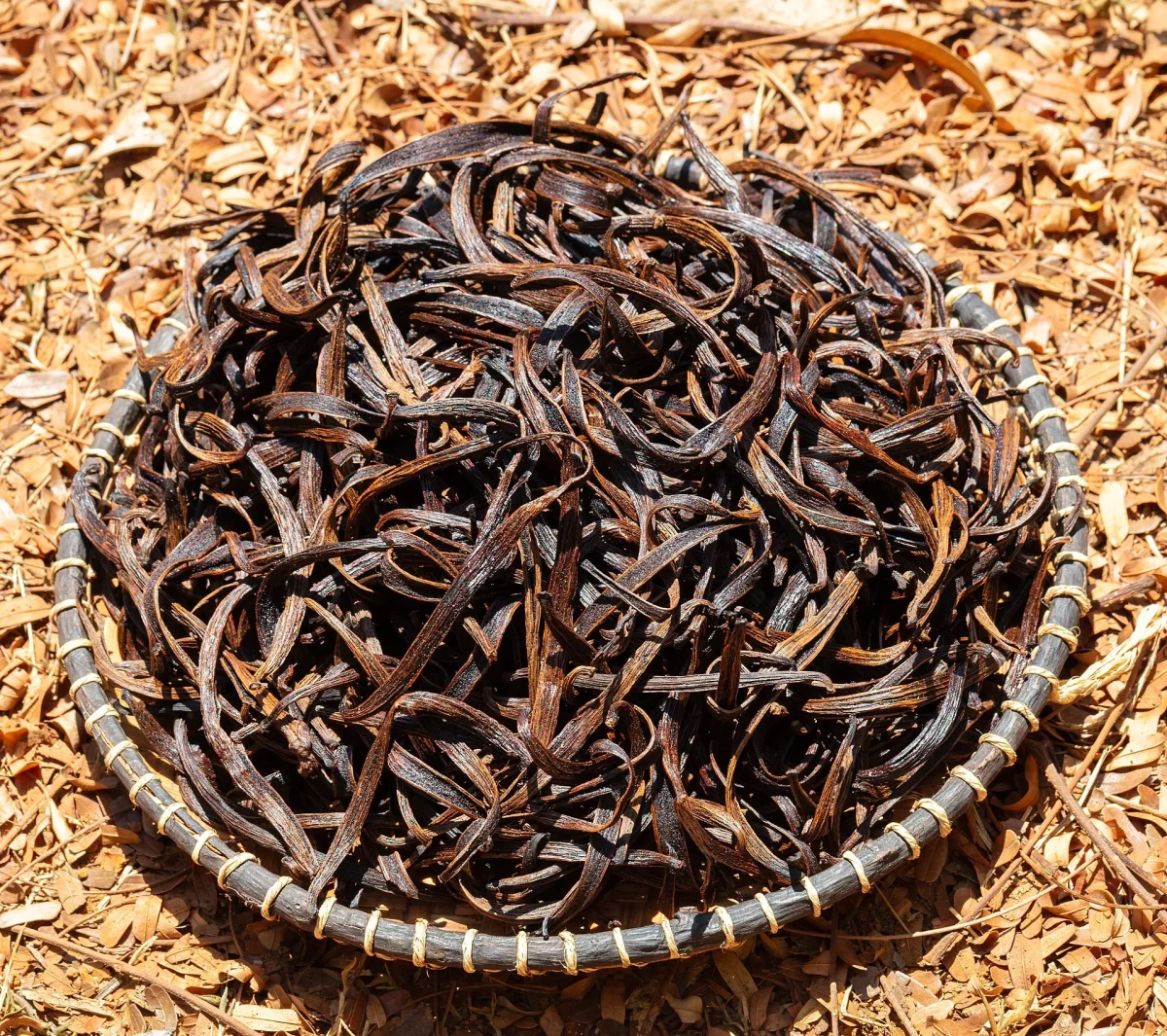 Basket of cured dark vanilla beans