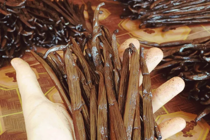 Hand holding long, oily cured vanilla beans