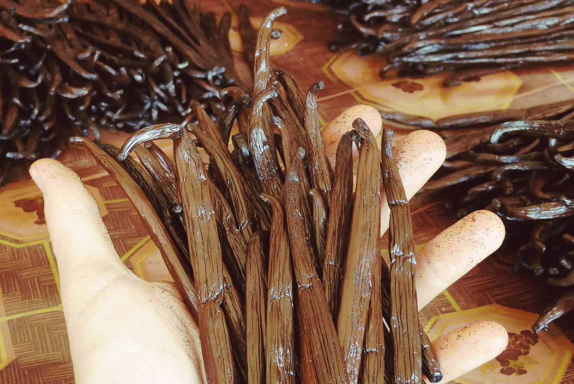 Hand holding long, oily cured vanilla beans