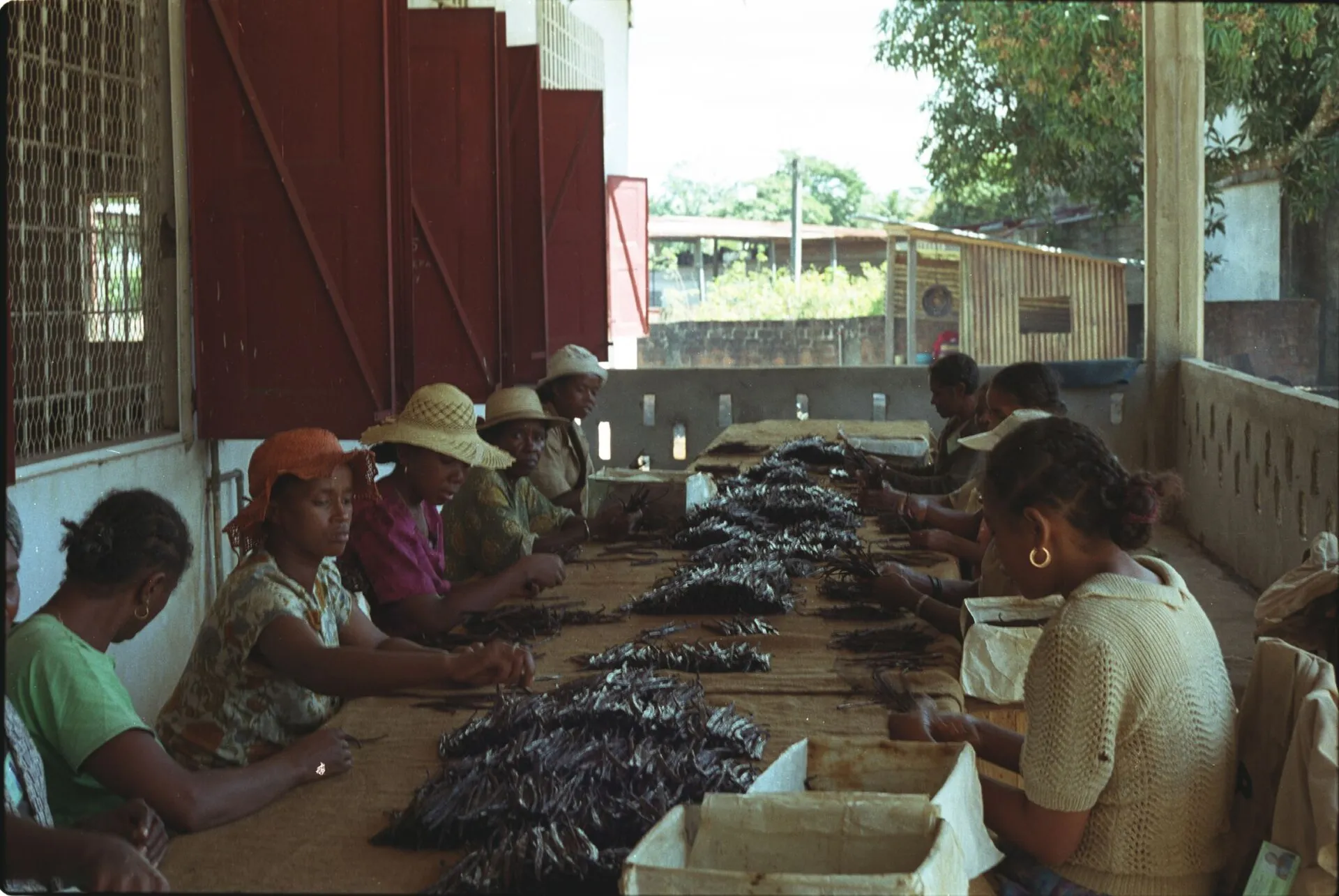 Workers grading cured vanilla beans in Sambava, Madagascar