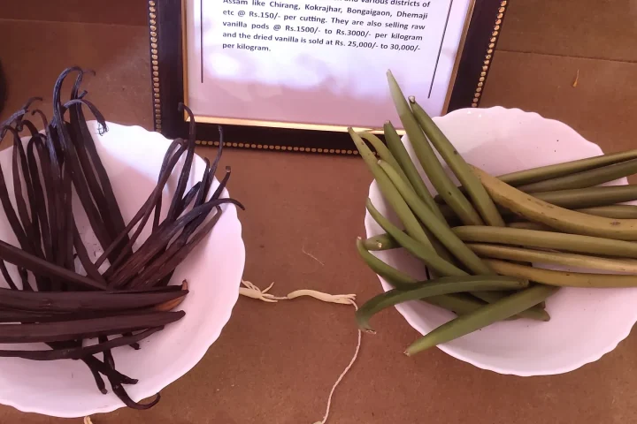 Cured and green vanilla beans in two bowls