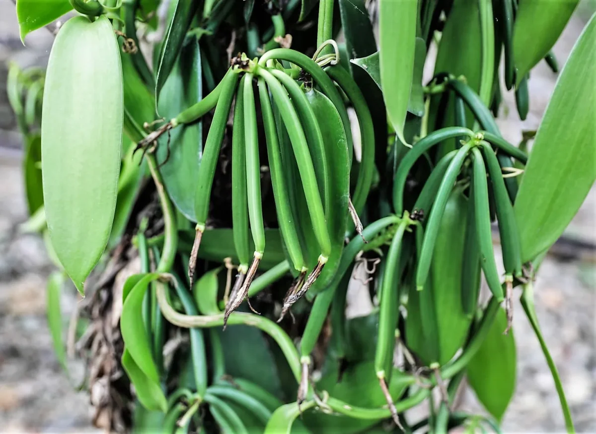 Cluster of green vanilla pods among the leaves