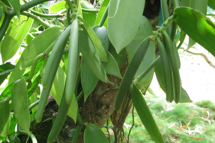 Green vanilla seed pods hanging on the vine