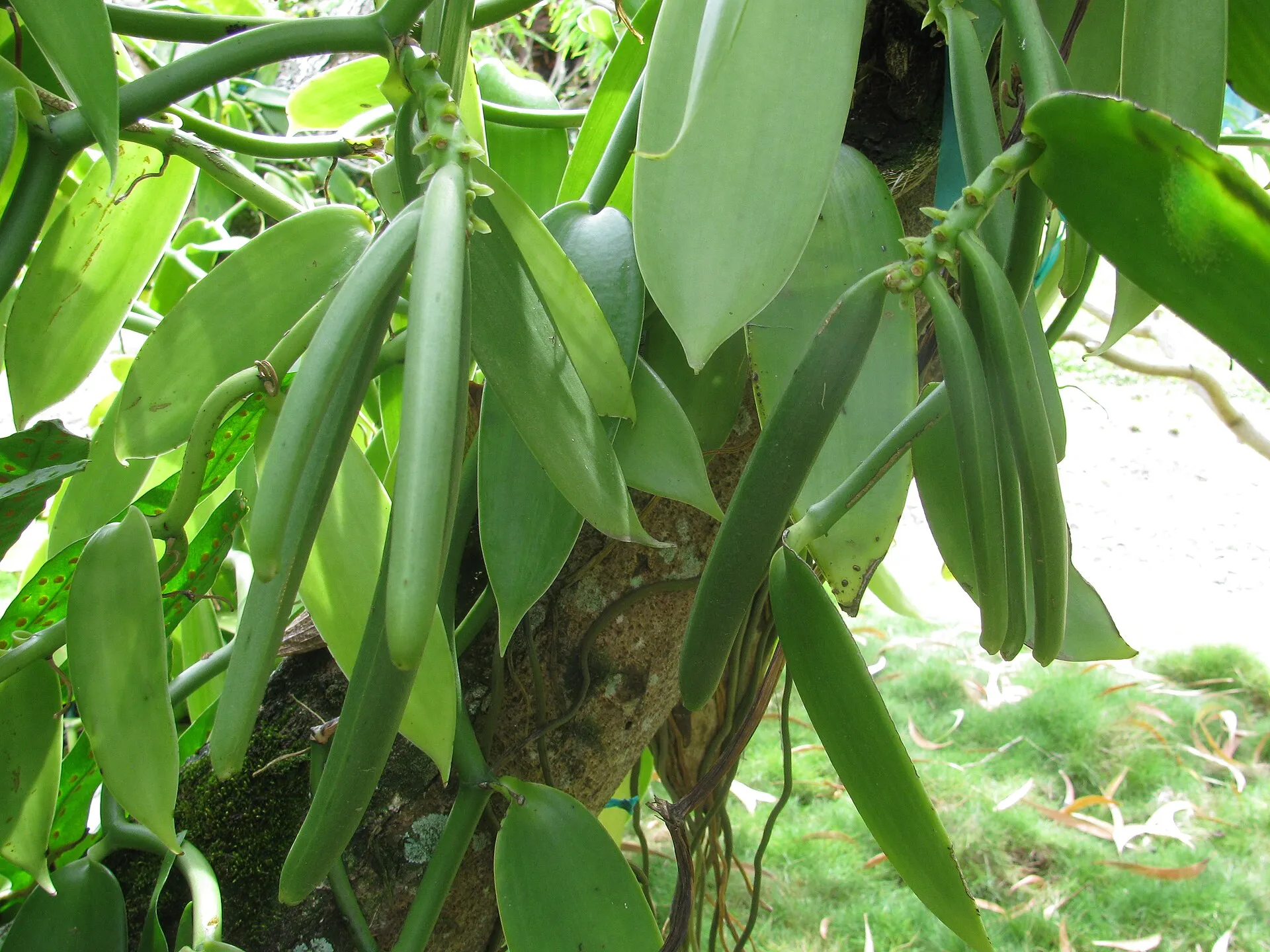 Green vanilla seed pods hanging on the vine