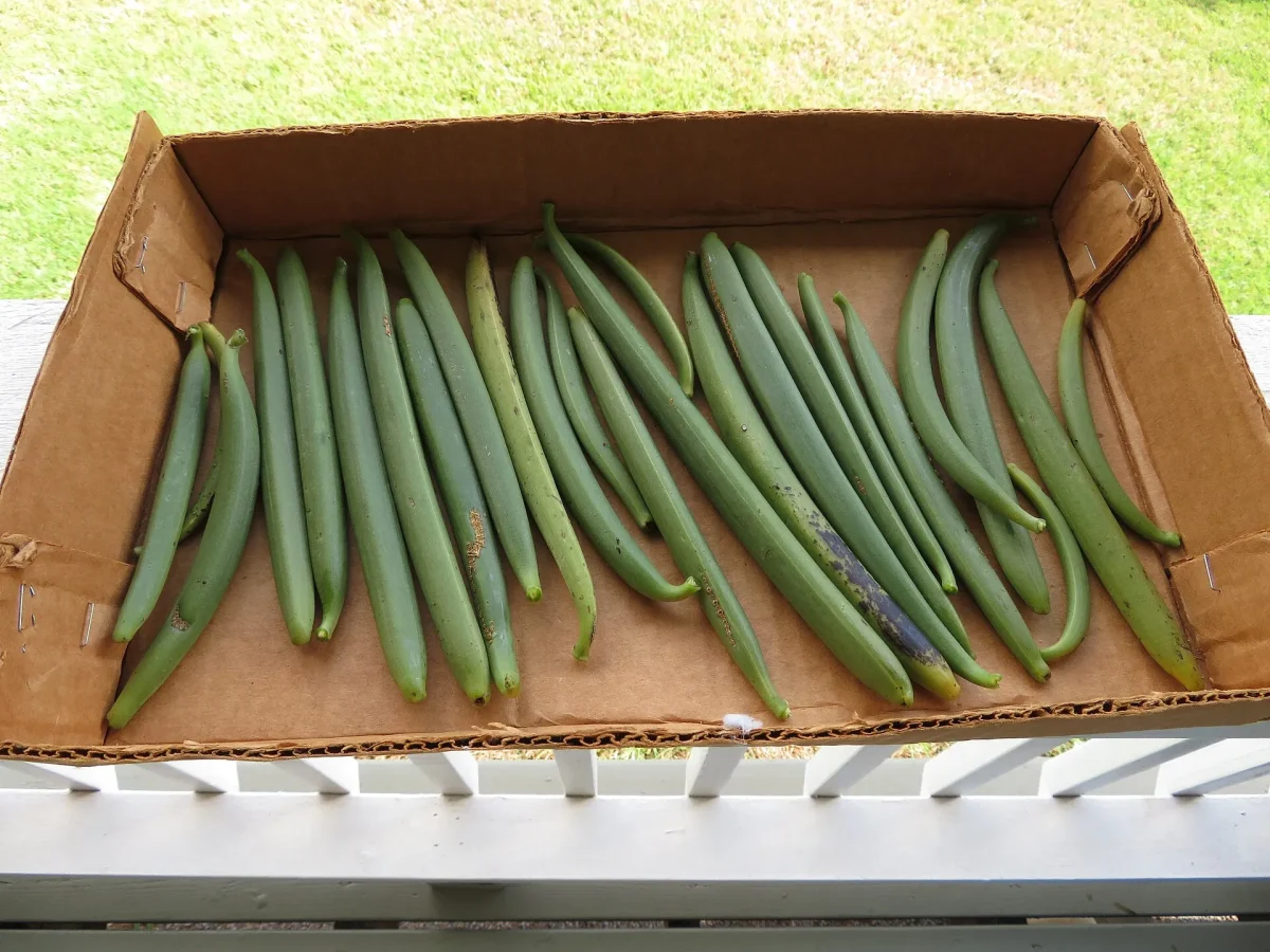 Freshly harvested green vanilla pods laid out in a box