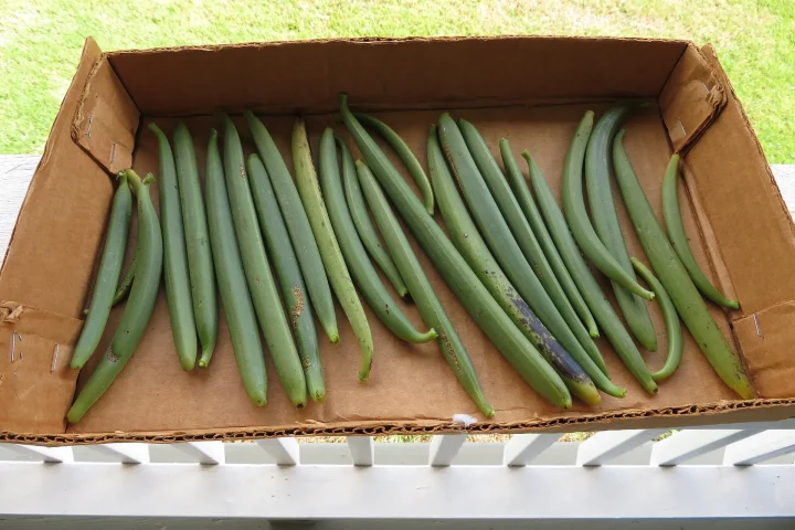 Freshly harvested green vanilla pods laid out in a box