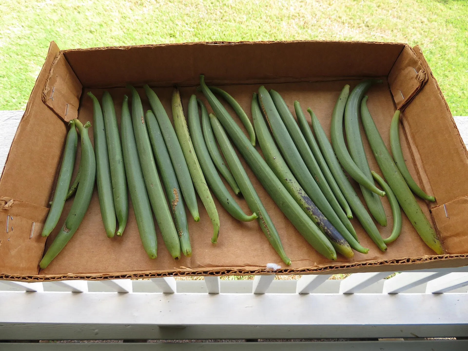 Freshly harvested green vanilla pods laid out in a box