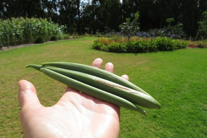Harvested green vanilla pods held in a hand
