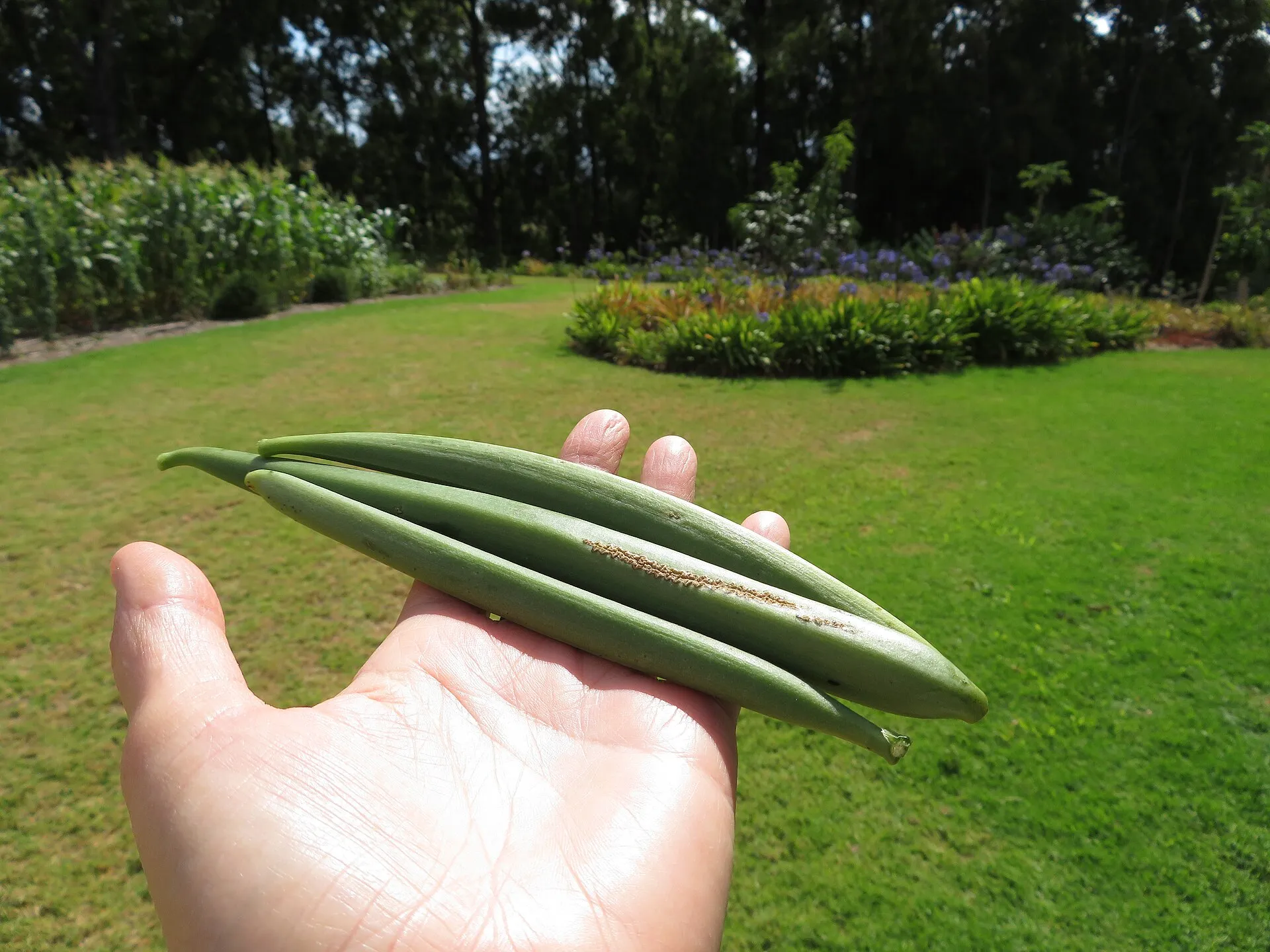 Harvested green vanilla pods held in a hand