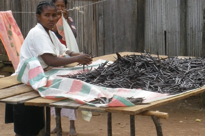 Woman sorting cured vanilla beans in Sambava, Madagascar