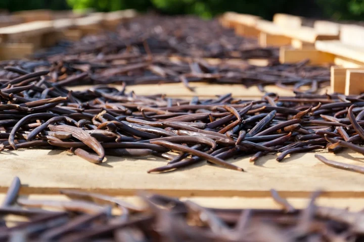 Close-up of vanilla beans drying on a wooden rack