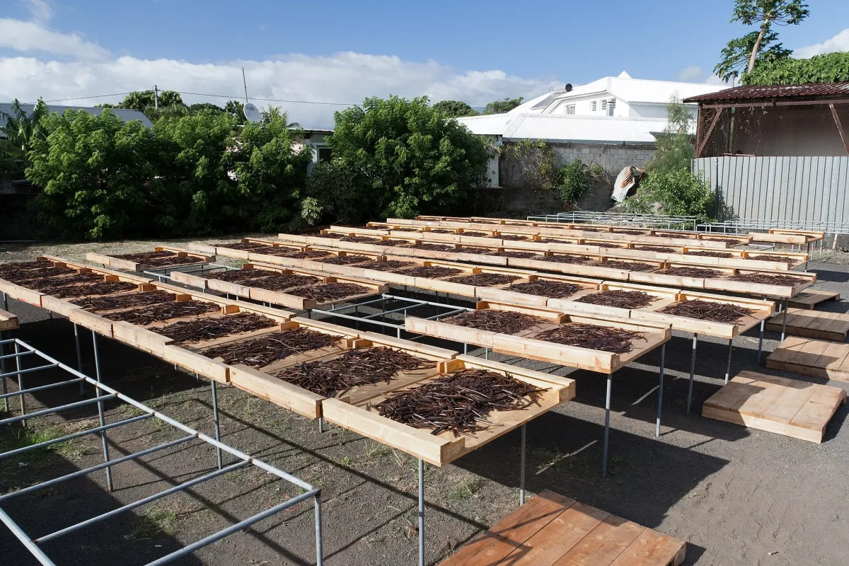 Vanilla beans sun-drying on raised wooden racks