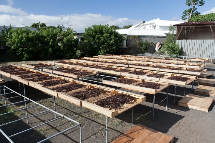 Vanilla beans sun-drying on raised wooden racks