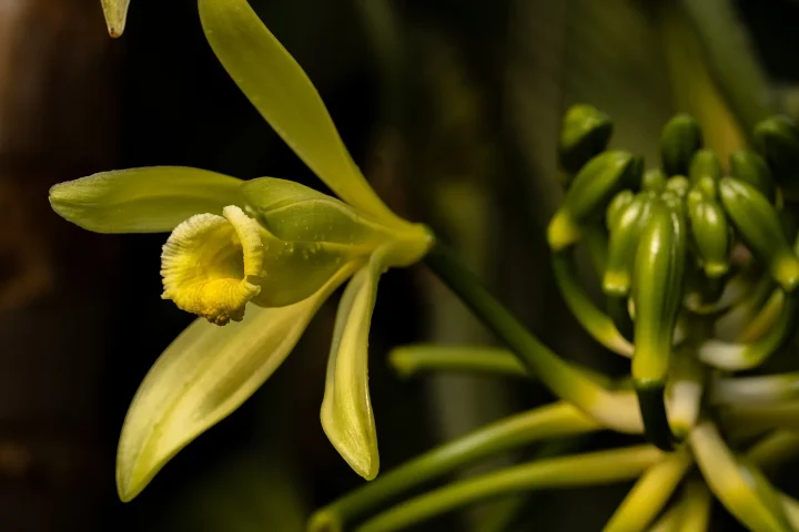Vanilla planifolia orchid flower in bloom