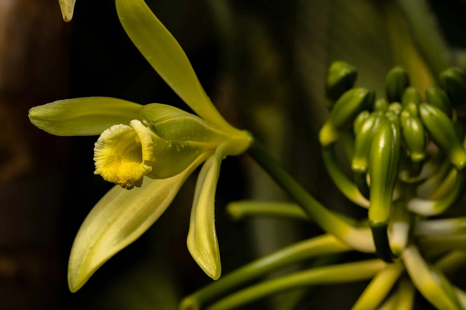 Vanilla planifolia orchid flower in bloom