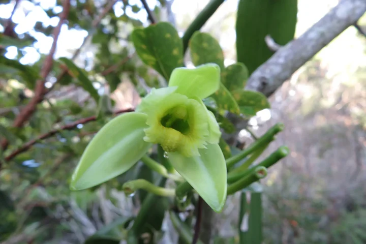 Vanilla planifolia flowers on the vine