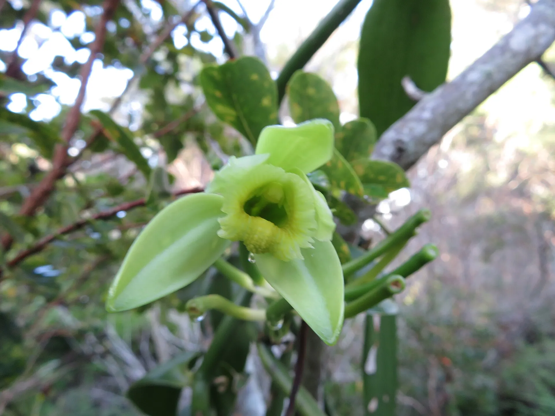 Vanilla planifolia flowers on the vine
