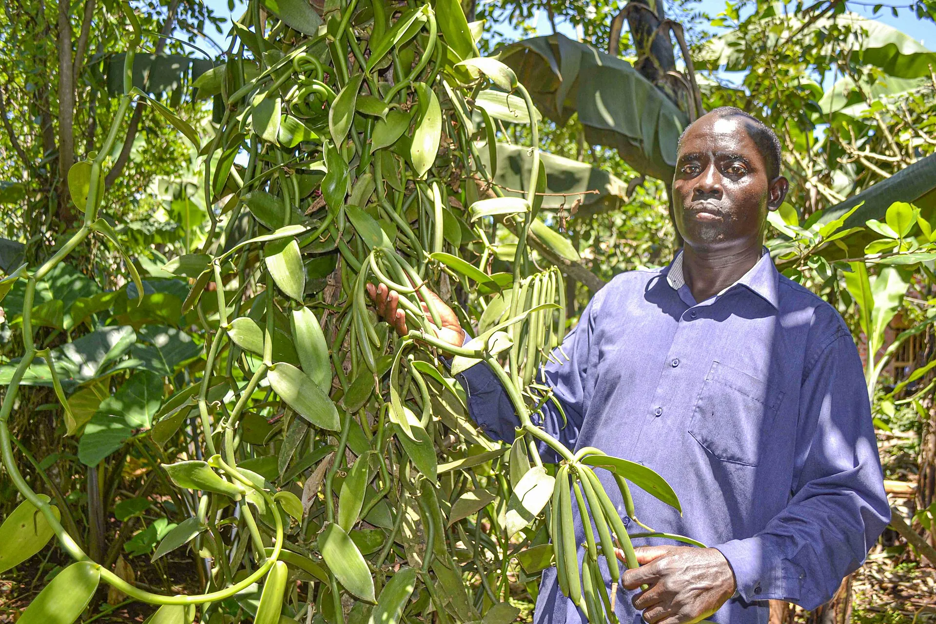 Vanilla grower showing his vanilla garden