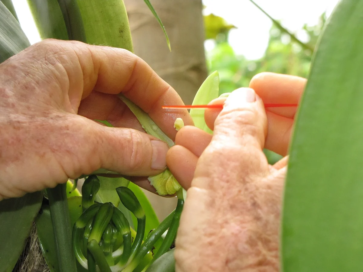 Vanilla flower being hand-pollinated