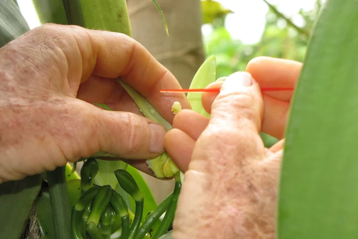 Vanilla flower being hand-pollinated