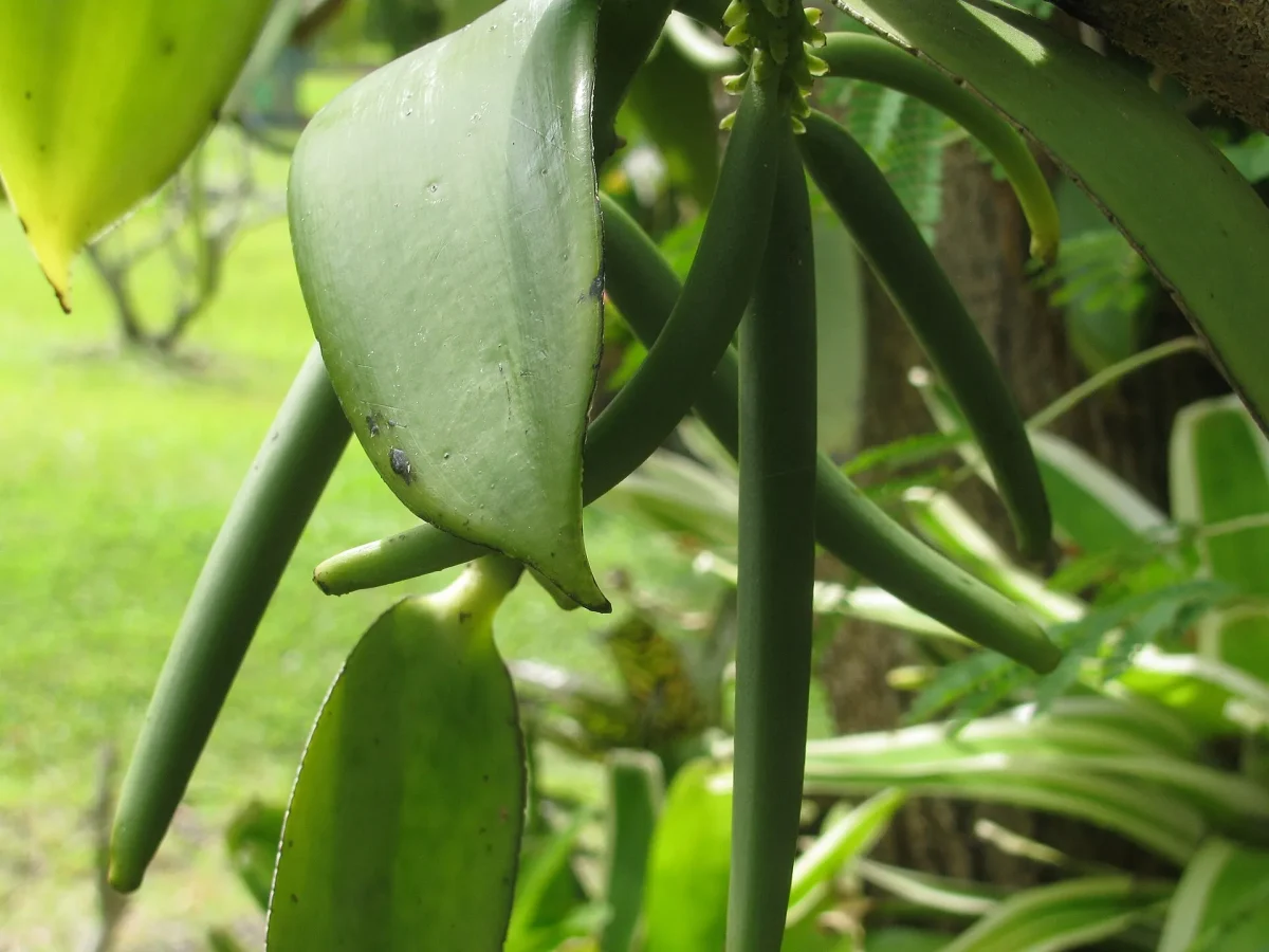 Vanilla planifolia leaves and green seed pods