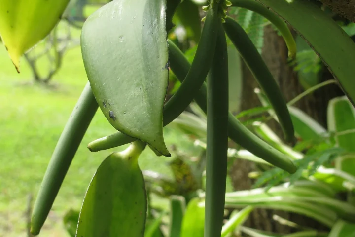 Vanilla planifolia leaves and green seed pods