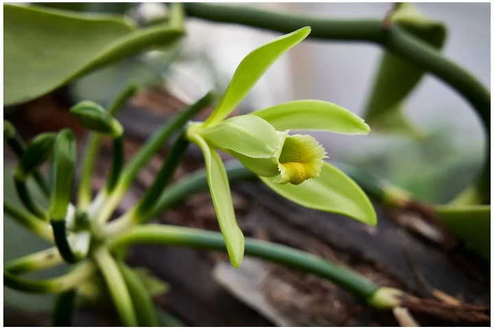 Open vanilla orchid flower with pale green petals
