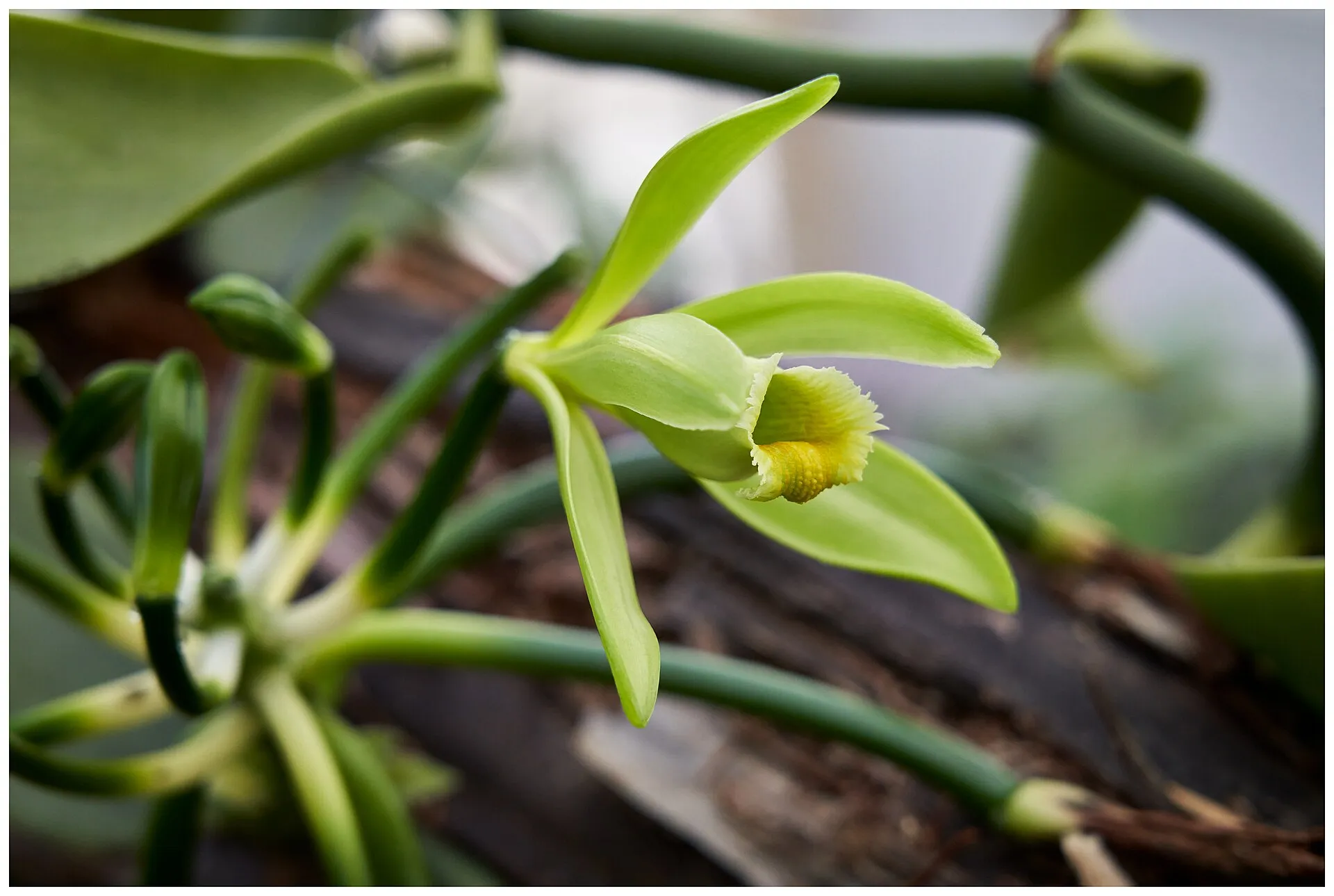 Open vanilla orchid flower with pale green petals
