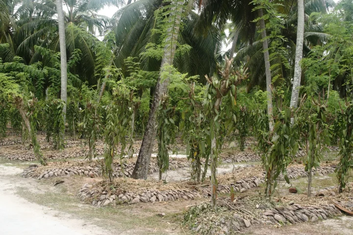 Vanilla vines growing in a plantation on La Digue, Seychelles