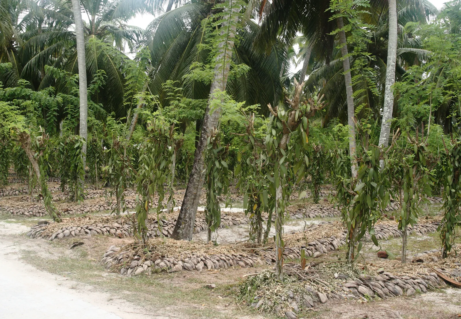 Vanilla vines growing in a plantation on La Digue, Seychelles