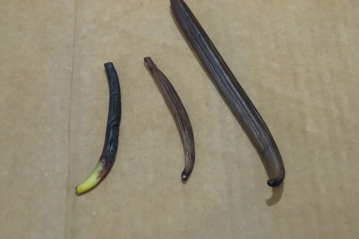 Hand-pollinated vanilla pods being cured