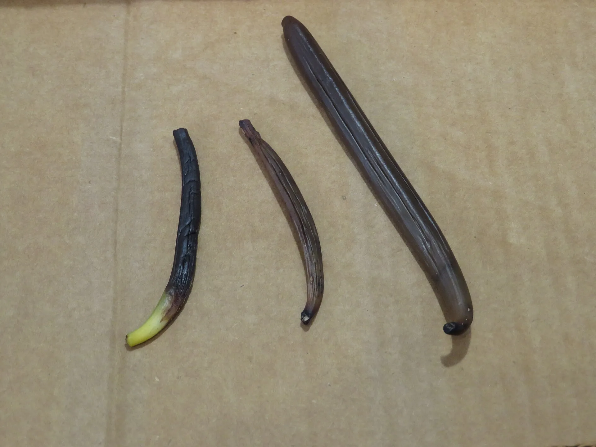 Hand-pollinated vanilla pods being cured