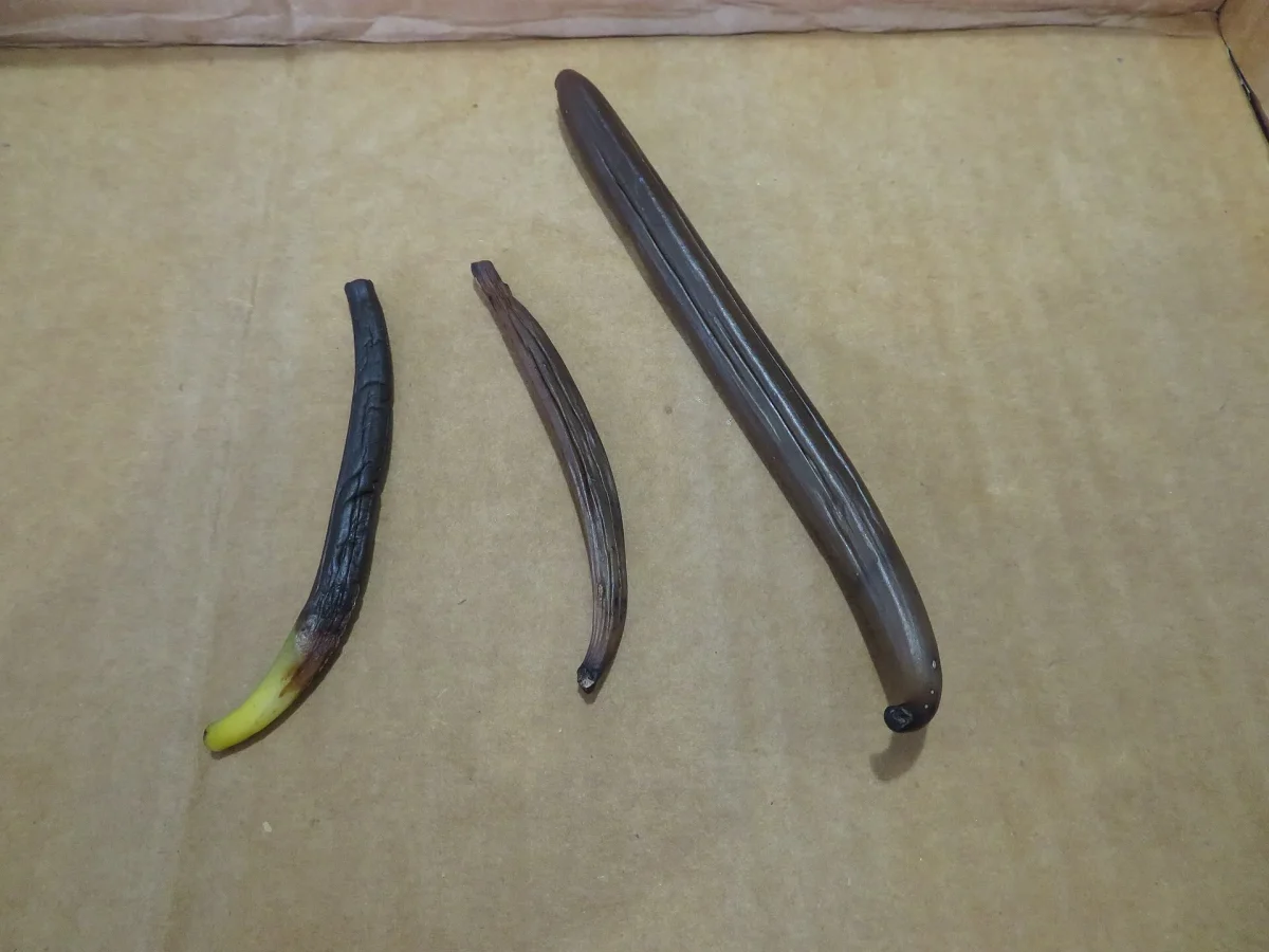 Vanilla pods at different stages of curing, from green to dark brown