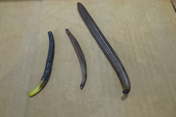 Vanilla pods at different stages of curing, from green to dark brown