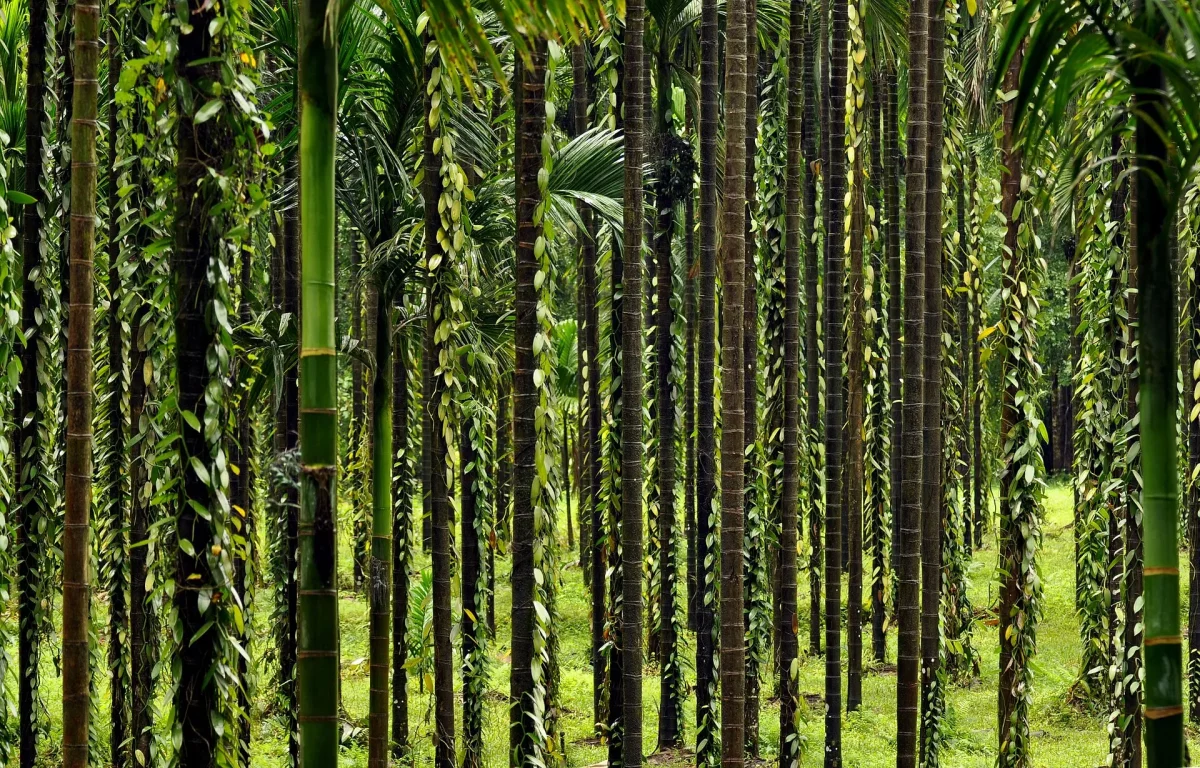 Vanilla vines trained on support trees in a plantation
