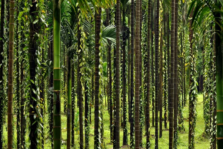 Vanilla vines trained on support trees in a plantation