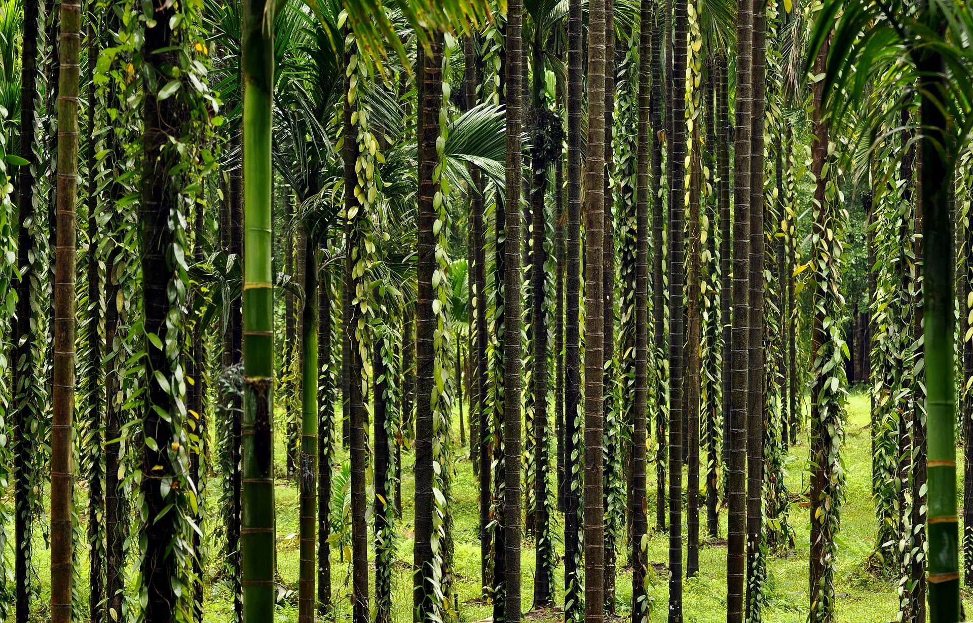 Vanilla vines trained on support trees in a plantation